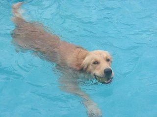 aqui en la piscina le encanta ir x la pelota de tenis!!